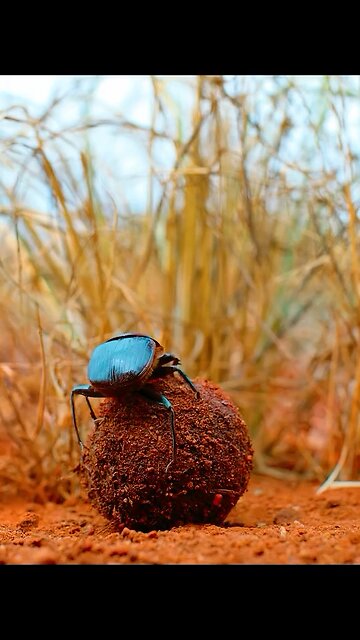 minuscule creatures native to Africa