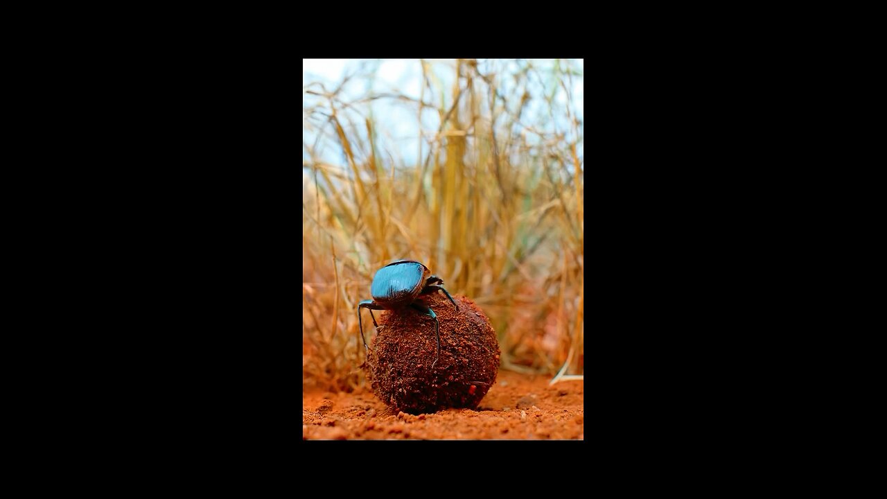 minuscule creatures native to Africa