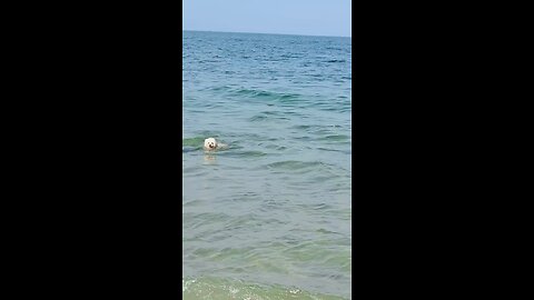 go swimming on a nice sunny day