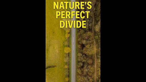 Breathtaking Drone View – Road Splitting Forest and Fields