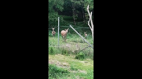 Tiere sind die besseren Menschen