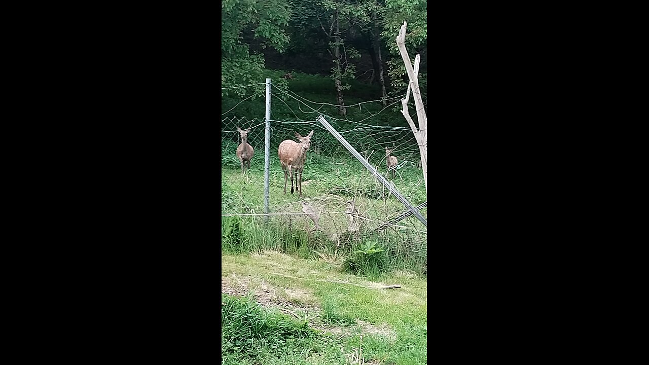 Tiere sind die besseren Menschen