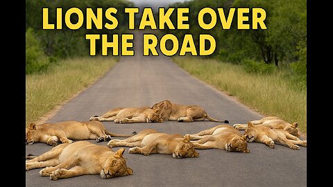 Lions Block Safari Road by Sleeping | Unbelievable Wildlife Moment