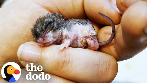 Baby Mouse Was Smaller Than A Wine Cork | The Dodo