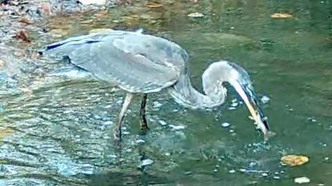 Heron Pulls a Fish from the Water