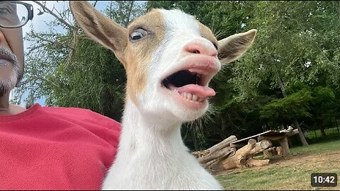 Funniest ANIMALS Videos 2025 That Will Make You LAUGH OUT LOUD 😂