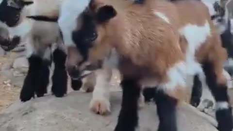 😂🐶 This Dog's Reaction is Too Cute! | FunFM