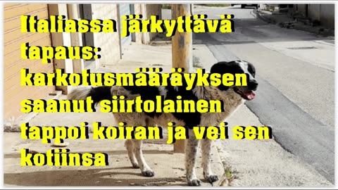 Italiassa karkotusmääräyksen saanut siirtolainen tappoi koiran ja aikoi syödä sen