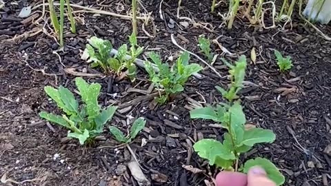 Planted in the faith