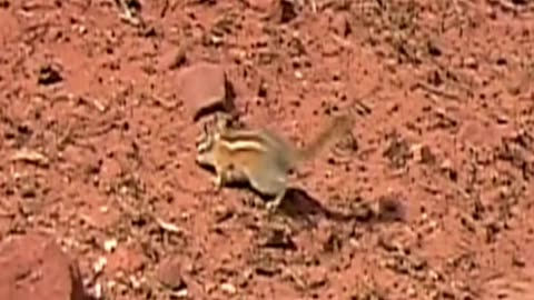 squirrel