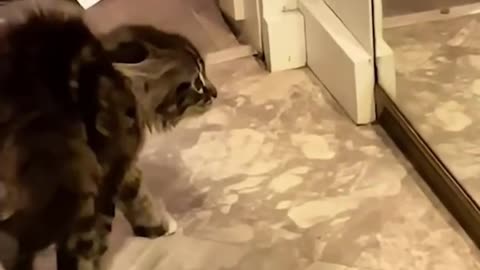 Cat Totally Shocked by Its Own Reflection! 😂🐾