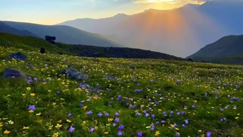 Have you seen paradise?