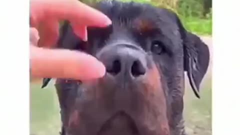 Dogs being idiot