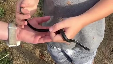 We found a BLUE garter snake