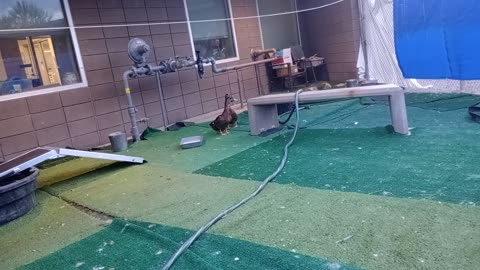 Birds at PACC shelter 20250824299