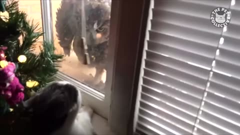 Funny Cat moment