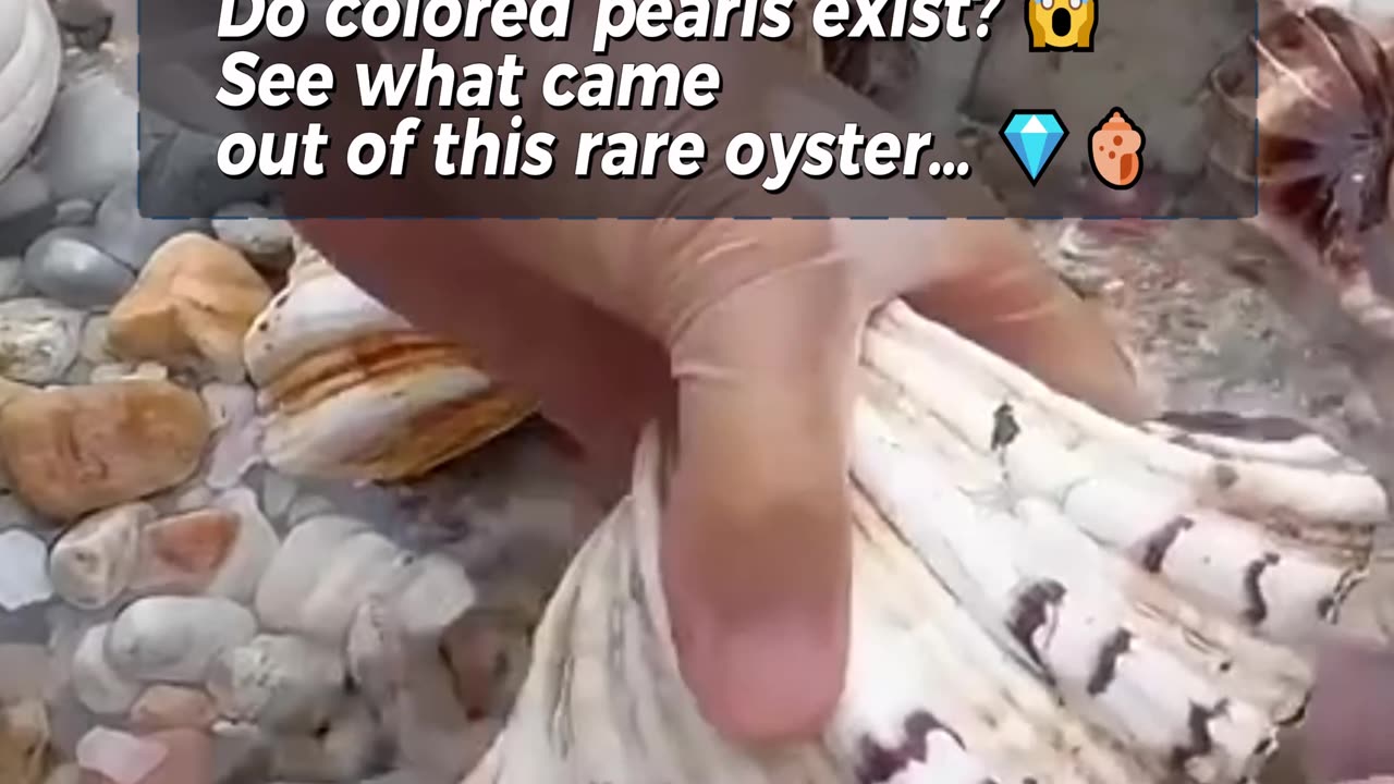 Do colored pearls exist? 😱 See what came out of this rare oyster… 💎🐚