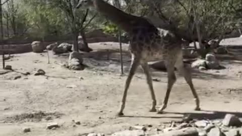 giraffe