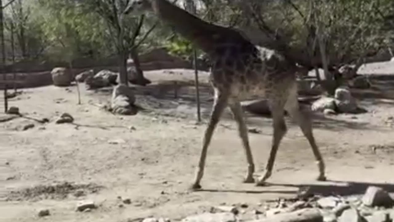 giraffe