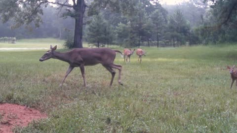 TX Night Hog's & Deer Weekly, 07/08/25