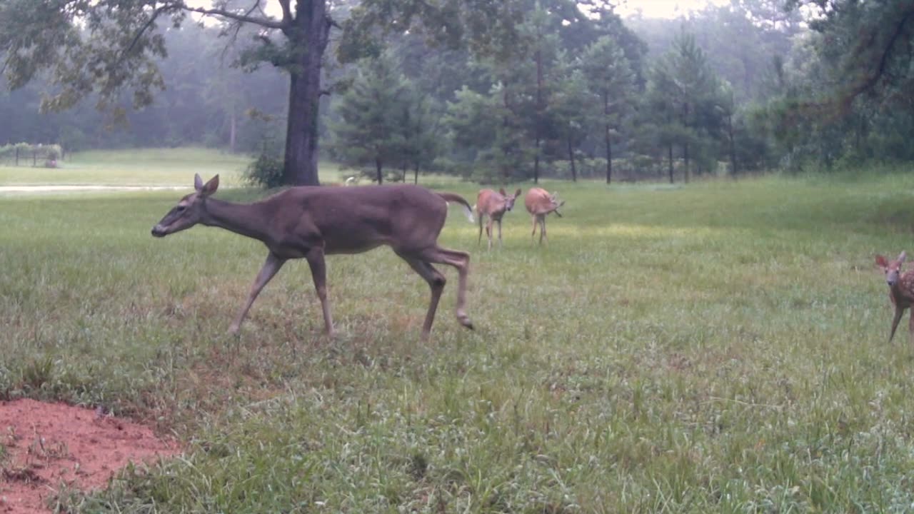 TX Night Hog's & Deer Weekly, 07/08/25