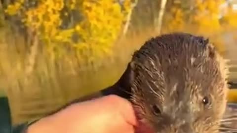 😂🐶 If It Breathes, We Can Pet It! | FunFM