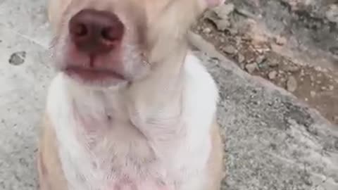 Dog training 😄