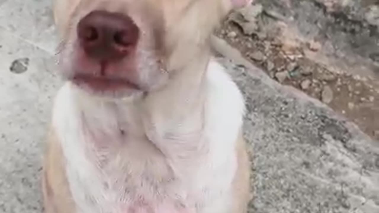 Dog training 😄