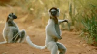 monkey dance music Evil Everywhere - Evening Telecast.mp3 - Made with Clipchamp.mp4