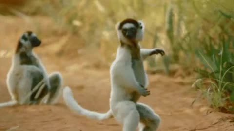 monkey dance music Evil Everywhere - Evening Telecast.mp3 - Made with Clipchamp.mp4