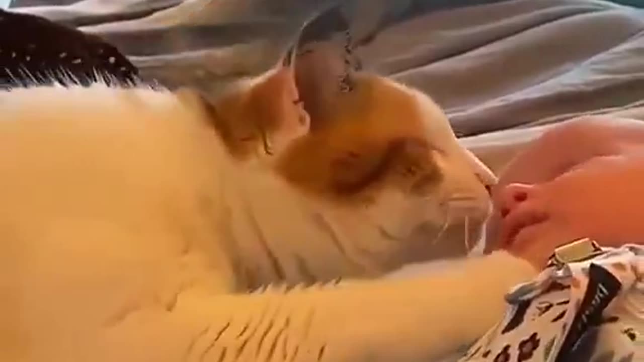 Furry Cuddles