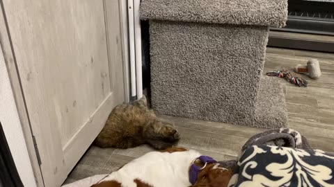 20-Year-Old Cat Is Not Stopped by ANY Door