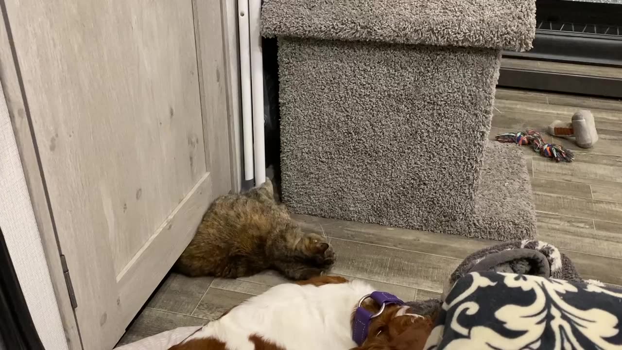 20-Year-Old Cat Is Not Stopped by ANY Door