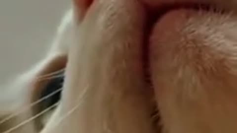 Cute cats videos 2025