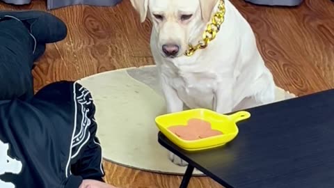 哎，这狗子真是白眼狼啊 Ah, this dog is such an ungrateful wretch!