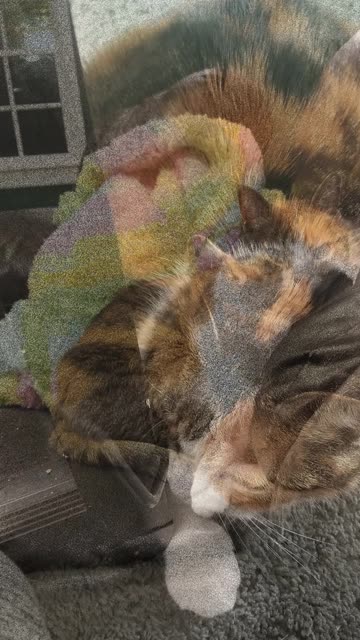 Elsie was like, Mooom when's the couch getting here??? #SparklegleamFarm #Elsie #farm