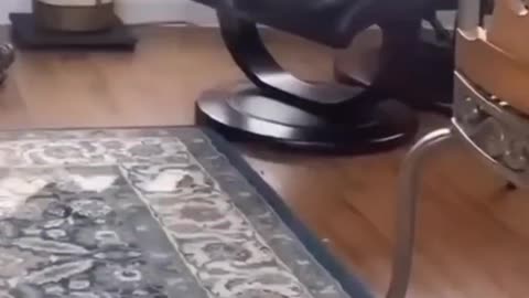 Funny & Relaxing Animal Vibes You Need Today 😹🌿
