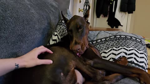 When Your Tongue Software Needs an Update