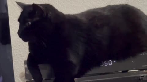 Precious Piper Does a Unique Pose on Her Heated Tuffet - Adopting a Cat from a Shelter Vlog #shorts