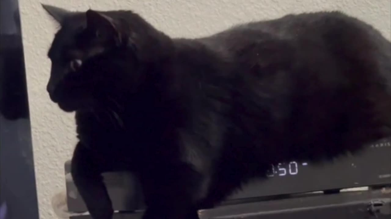 Precious Piper Does a Unique Pose on Her Heated Tuffet - Adopting a Cat from a Shelter Vlog #shorts