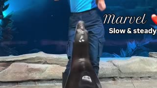 🐳😂 The Most Epic Seal Dance You'll Ever See! | FunFM
