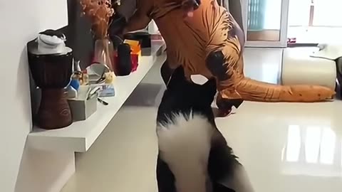 Littels Dog's comedy Videos 🤣 so cute videos 😍 funny videos 🤣 so much my love you too 😘