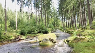 Green Radio: 24/7 Concert of Birds and Nature Sounds