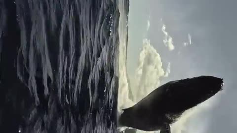 🤯✨ Close-Up of a 30-Ton Whale Landing! | FeedMyCuriosity