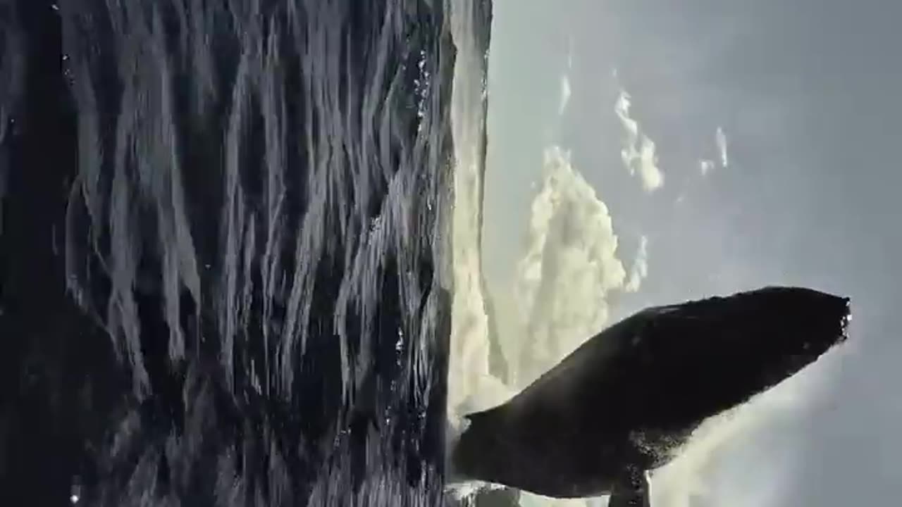 🤯✨ Close-Up of a 30-Ton Whale Landing! | FeedMyCuriosity