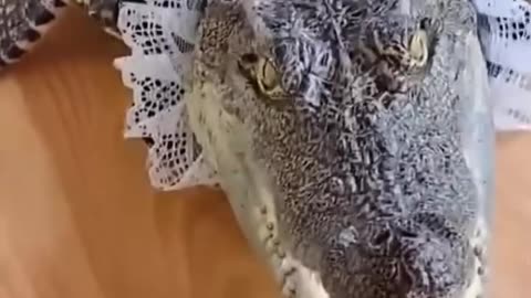 This couple adopted a baby crocodile
