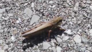 🎶 Mole Crickets The Burrow Builders of the Bug Symphony 🕳️🎤