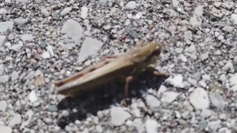 🎶 Mole Crickets The Burrow Builders of the Bug Symphony 🕳️🎤