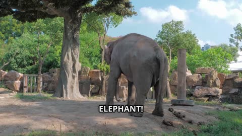 Fun story and varieties of animal
