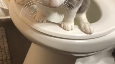 Cat Uses Human Toilet